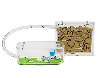 AntHouse - Natural Sand Ant Hill- Basic Kit | Sandwich (4.72 x 3.94 x 0.39 in) + Forage Box (7.09x 3.94 x 1.97 in) | Ant Farm - color: Clear