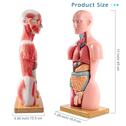 Half Life Size Human Body Model, 16 Part 17''