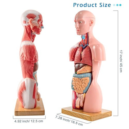 Half Life Size Human Body Model, 16 Part 17''