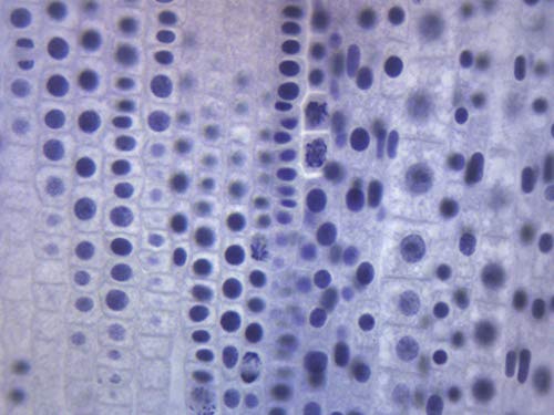 EISCO Ascaris & Onion Mitosis, Prepared Microscope Slide - 75 x 25mm - Plant & Animal Mitosis, Introductory Microscopy - size: Single Slide