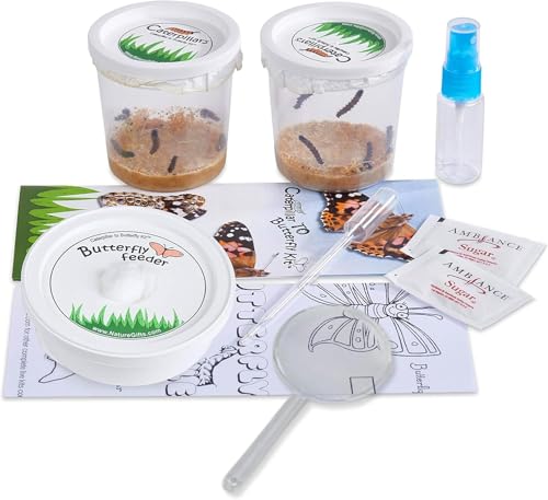 10 Live Caterpillars for Butterfly Kits, Refill with Food, Rearing Supplies - style: 10 Live Caterpillars + Supplies