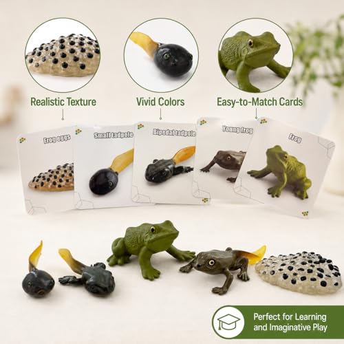 Montessori Life Cycle Animal Figures with Flash Cards, Lifelike Animal Growth Cycle Biological Model Set (Frog) - style: Frog