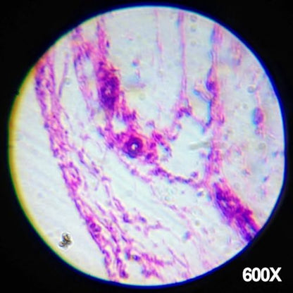 AmScope M30-ABS-KT1-WM 240X-480X-1200X Metal Arm Compound Microscope Kit - color: Black, size: 12.99 inches x 9.84 inches x 6.69 inches