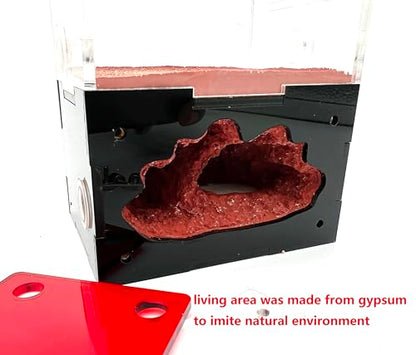 Ant Nest & House - Study Ant Behavior, Small Size