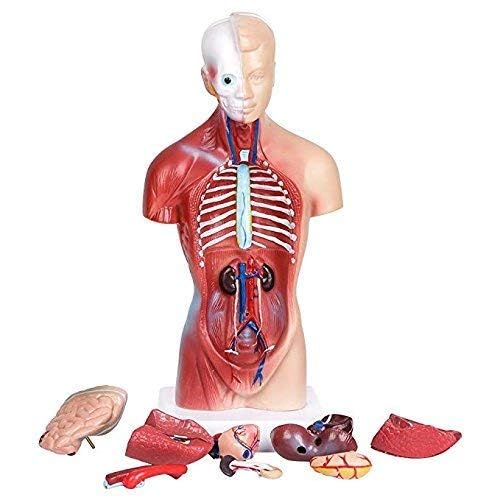 Plasdent superply Anatomy Model | 11inch Human Torso Body | Heart Brain Skeleton | Medical School Educational Tool