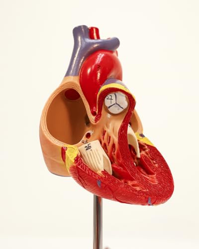 Axis Scientific Life-Size Human Heart Model