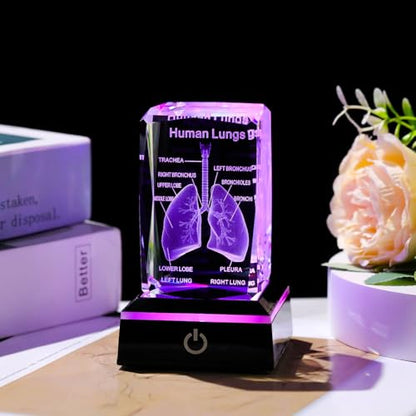 Movdyka 3D Human Lung Anatomy Model Biology Doctor Gifts for Men - color: Lung