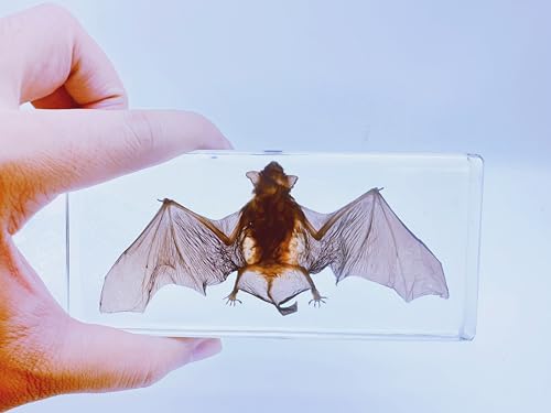 Bat Specimen, Real High Quality Resin Bat Specimen for Science Classroom Science Education, Biology, Collections, Animal Study Enthusiasts, Quirky Animal Skulls (Bat 5.6x2.6x0.8 Inch) - color: Bat 5.6x2.6x0.8 Inch