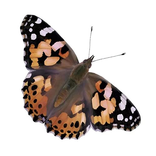 Insect Lore Butterfly Garden with Two Cups of Live Caterpillars, Life Cycle Figurines, English and Spanish Butterfly STEM Activity Journals | 10 Painted Lady Butterfly Baby Caterpillars - style: 2 Cup