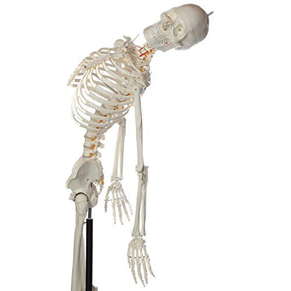 Axis Scientific Flexible Life-Size Human Skeleton, 5'6"