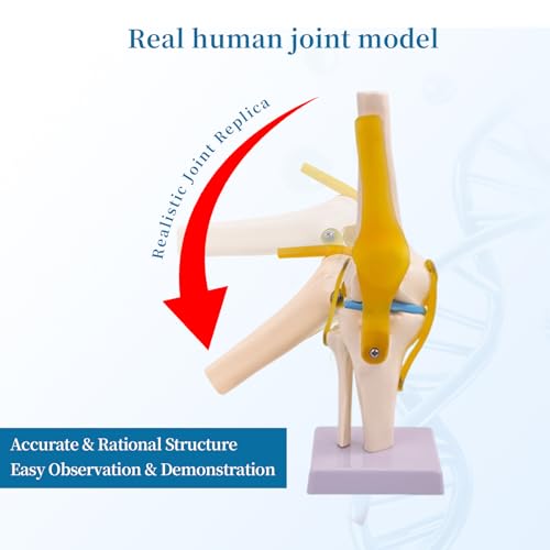 6-Piece Human Joint Anatomy Model Set, Life-Size Shoulder, Elbow, Hip, Knee, Hand and Foot Models for Basic Joint Structure and Movement Demonstration