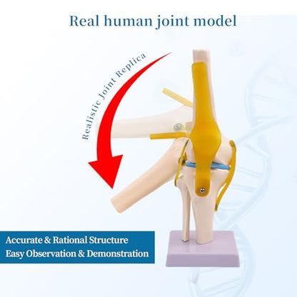 6-Piece Human Joint Anatomy Model Set, Life-Size Shoulder, Elbow, Hip, Knee, Hand and Foot Models for Basic Joint Structure and Movement Demonstration