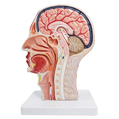 Human Half Head Superficial Neurovascular Model with Musculature, Life Size - style: Classic Model