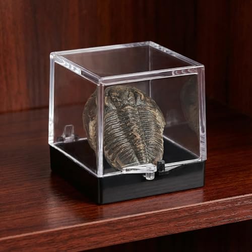 NOLITOY 60 pcs Clear Cube Display Boxes for Mineral Specimens – 35×35×35 mm Transparent Display Cases with Black Base – Collector’s Bulk Set for Rock Crystal Gemstone Storage