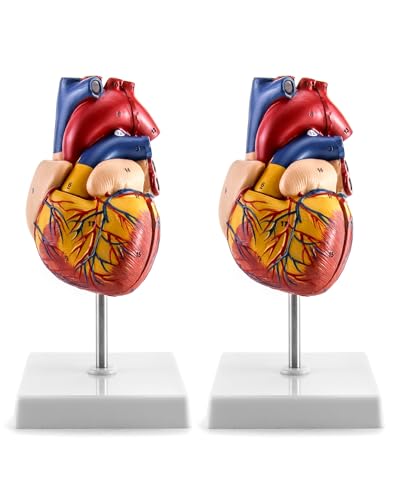 QWORK Human Heart Model, 2 Pack Anatomically Accurate Numbered 2-Part Life Size Heart Model with 34 Anatomical Structures, Held Together with Magnets on Base