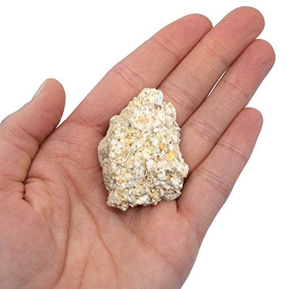 EISCO 12PK Raw Coquina, Sedimentary Rock Specimens - Approx. 1" - Geologist Selected & Hand Processed - Great for Science Classrooms - Class Pack
