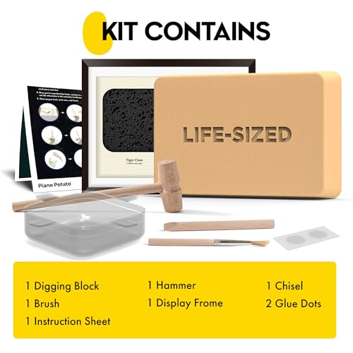 Predator Excavation Kit - Tiger vs Crocodile Fossil Dig Kit for Kids - Discover 2 Life-Sized Replicas: Tiger Claw & Crocodile Tooth - STEM Educational Science Toy for Boys & Girls Ages 6+ - size: Tiger Claw & Crocodile Tooth