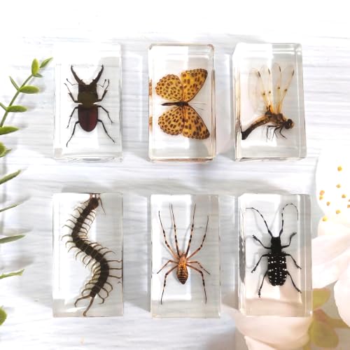 6 Pcs Taxidermy Bugs in Resin, Specimen Insects Butterfly Centipede Beetle - size: 6 ML Insects
