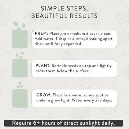 Modern Sprout Complimentary Color Grow Kits - Seed Starter Kit, Pack of 6 - size: Pack of 6