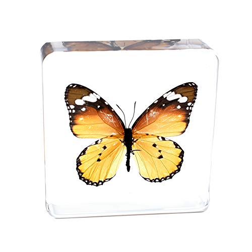Real Insect Butterfly Specimen Paperweight Animal Taxidermy Collection Display Sciecne Classroom Specimen for Science Education (Butterfly 2) - color: Butterfly 2