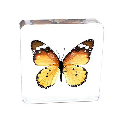 Real Insect Butterfly Specimen Paperweight Animal Taxidermy Collection Display Sciecne Classroom Specimen for Science Education (Butterfly 2) - color: Butterfly 2