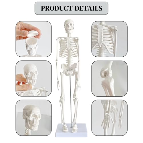 WEEK NINE 17" Mini Human Skeleton Model for Anatomy