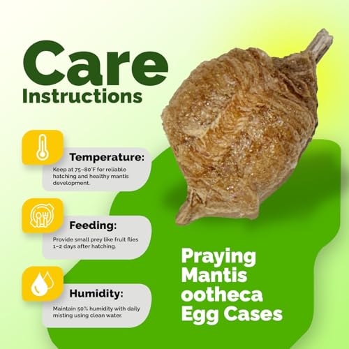 USMANTIS T Sinensis Praying Mantis Egg Cases Pack of 4 with Habitat Cup - size: Pack of 4