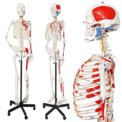 2026 New Human Skeleton Model,Anatomical Life Size Skeleton Replica