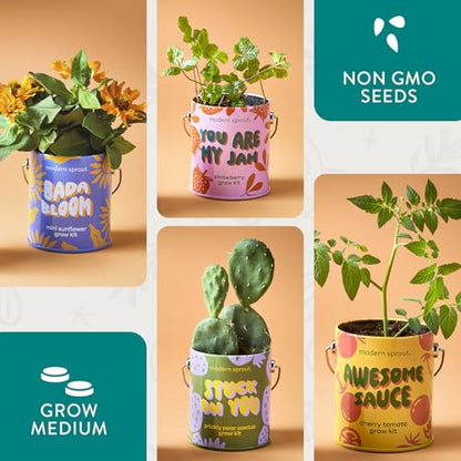 Modern Sprout Complimentary Color Grow Kits - Seed Starter Kit, Pack of 4 - size: Pack of 4