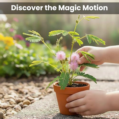 Zombie Plant Party Favors (2) Plays Dead When Touched! Includes Soil, Seeds & Mini Flower Pot. Supplies for Zombie Themed Birthday. Plant it as a Fun Indoor Science Activity - style: Party Favors - 2 Pack