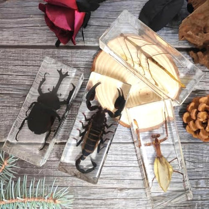 Long Size 4 Taxidermy Bugs Specimen in Resin – Oddities Decor Including Taxidermy Mantis Scorpion Beetle & Stick Insect Resin,Gothic Curiosities for Science,Unique Halloween Christmas & Birthday Gift - size: 4 Long Gothic