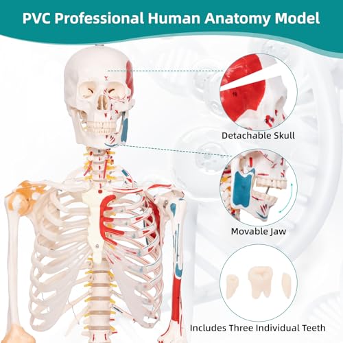 70.8" Bendable Spine Skeleton Anatomy Model, Muscle Insertion & Ligaments - color: Red+White, size: 70.8"H-Bend