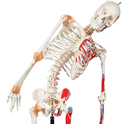 Axis Scientific Flexible Skeleton Anatomical Model