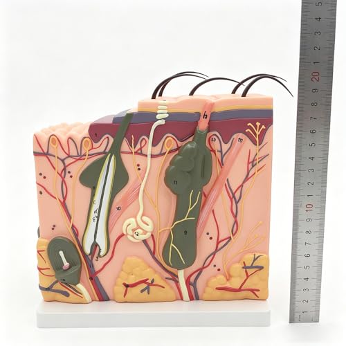 50X TDOU 35/50/70 Times Human Big Anatomical Skin Magnified Tissue Structure Model with Hair 35X/50X/70X Enlarged for Biology Minimally Invasive Cosmetic Surgery Teaching Models(50X)