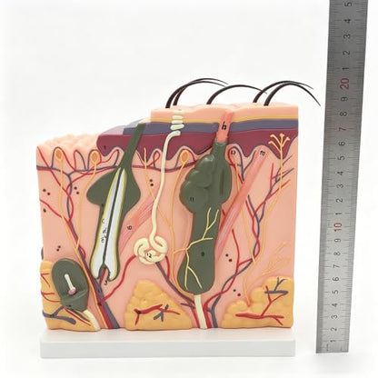 50X TDOU 35/50/70 Times Human Big Anatomical Skin Magnified Tissue Structure Model with Hair 35X/50X/70X Enlarged for Biology Minimally Invasive Cosmetic Surgery Teaching Models(50X)