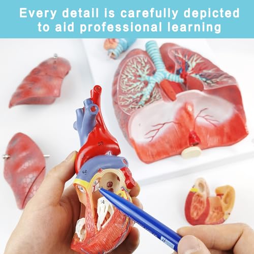 Human Lung Heart Larynx Anatomy Model, Life Size 7-Part