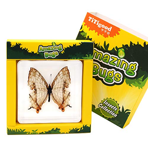 Real Insect Butterfly Specimen Paperweight Animal Taxidermy Collection Display Sciecne Classroom Specimen for Science Education (Butterfly 5) - color: Butterfly 5