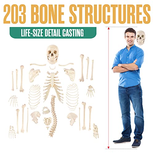 Disarticulated Human Skeleton, Human Skeleton Model for Anatomy, 62” Height