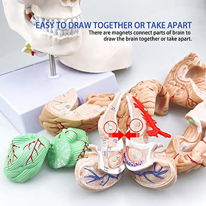 Human Skull and Brain Anatomy Model Life-Size
