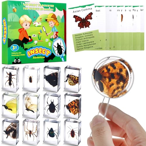 Briwooody 12 Pcs Insect in Resin Specimen, Bugs Collection, Butterfly - style: Butterfly