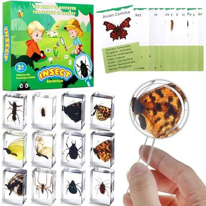 Briwooody 12 Pcs Insect in Resin Specimen, Bugs Collection, Butterfly - style: Butterfly
