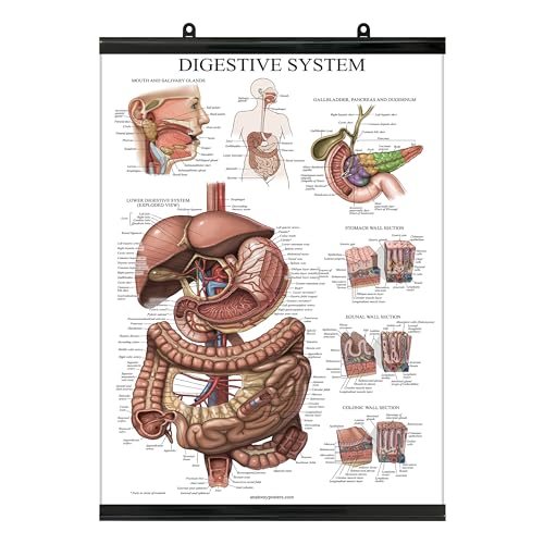 Palace Learning Laminated with Plastic Frame Digestive System Anatomical Chart - Gastrointestinal Anatomy Poster 18" x 24" - color: With Plastic Frame