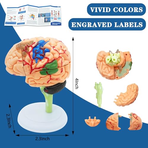 Human Anatomy Body Model Kit, Sets of 4 Human Heart Brain Torso and Skeleton Models Removable Parts with Anatomical Guide Booklet 3D Model Study for Kids Medical Student Educational Demonstration
