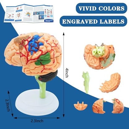 Human Anatomy Body Model Kit, Sets of 4 Human Heart Brain Torso and Skeleton Models Removable Parts with Anatomical Guide Booklet 3D Model Study for Kids Medical Student Educational Demonstration