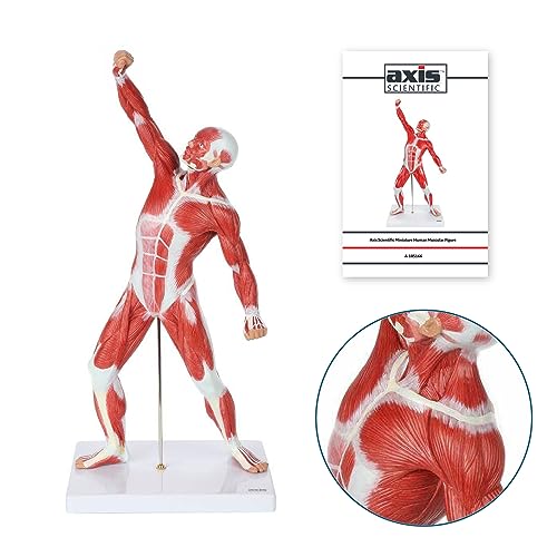 Axis Scientific 20" Miniature Human Muscular Figure
