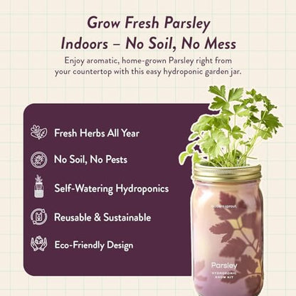 Modern Sprout Mason Garden Jar - Self-Watering Hydroponics Kit - Parsley - color: Parsley, size: Garden Jars