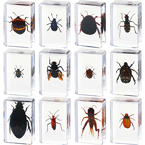 12 Pcs Insect Specimens for Kids Bug Collection Kit, Cricket - style: Cricket
