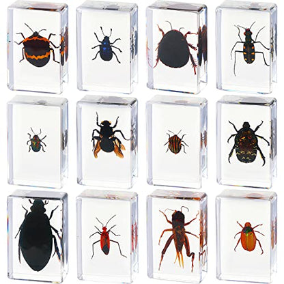 12 Pcs Insect Specimens for Kids Bug Collection Kit, Cricket - style: Cricket