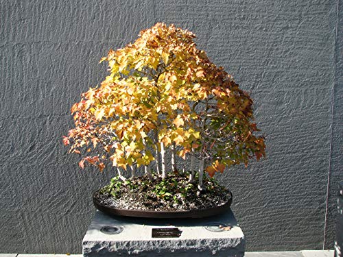Red Maple | Tree Seed Grow Kit | The Jonsteen Company