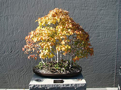 Red Maple | Tree Seed Grow Kit | The Jonsteen Company